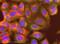 Interferon Alpha And Beta Receptor Subunit 2 antibody, ab56070, Abcam, Immunofluorescence image 
