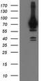 Heat shock 70 kDa protein 6 antibody, TA501950, Origene, Western Blot image 