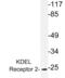 KDEL Endoplasmic Reticulum Protein Retention Receptor 2 antibody, orb314449, Biorbyt, Western Blot image 