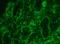 Interferon Regulatory Factor 1 antibody, orb373694, Biorbyt, Immunofluorescence image 