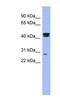 Heat Shock Transcription Factor Y-Linked 2 antibody, NBP1-80387, Novus Biologicals, Western Blot image 