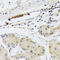 CGAS antibody, A31676, Boster Biological Technology, Immunohistochemistry frozen image 