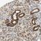 NADH:Ubiquinone Oxidoreductase Subunit B5 antibody, NBP1-85607, Novus Biologicals, Immunohistochemistry paraffin image 