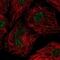 U2 Small Nuclear RNA Auxiliary Factor 1 Like 4 antibody, NBP2-55898, Novus Biologicals, Immunofluorescence image 