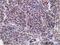 RB Binding Protein 9, Serine Hydrolase antibody, LS-C115656, Lifespan Biosciences, Immunohistochemistry frozen image 