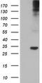 Tryptase Gamma 1 antibody, CF504027, Origene, Western Blot image 