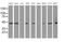 Serpin Family B Member 1 antibody, MA5-26368, Invitrogen Antibodies, Western Blot image 