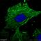 Beta-Actin antibody, 66009-1-Ig, Proteintech Group, Immunofluorescence image 