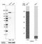 Tripartite Motif Containing 33 antibody, HPA004345, Atlas Antibodies, Western Blot image 