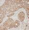 Actin Related Protein 1B antibody, FNab00126, FineTest, Immunohistochemistry frozen image 