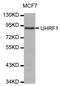 Ubiquitin Like With PHD And Ring Finger Domains 1 antibody, abx127074, Abbexa, Western Blot image 