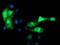 Microtubule Associated Protein RP/EB Family Member 2 antibody, LS-B9959, Lifespan Biosciences, Immunofluorescence image 