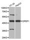 Dipeptidase 1 antibody, STJ28211, St John