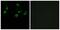 Olfactory Receptor Family 10 Subfamily S Member 1 antibody, PA5-39781, Invitrogen Antibodies, Immunofluorescence image 