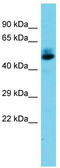 Activating enhancer-binding protein 2-beta antibody, TA343150, Origene, Western Blot image 