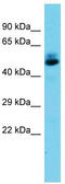 TFAP2B antibody, TA343150, Origene, Western Blot image 