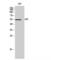 Aristaless Related Homeobox antibody, LS-C382147, Lifespan Biosciences, Western Blot image 