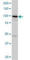 SH3 Domain Containing 19 antibody, H00152503-M01, Novus Biologicals, Western Blot image 