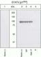 Signal Transducer And Activator Of Transcription 5A antibody, 44-390G, Invitrogen Antibodies, Western Blot image 