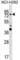 GTP Binding Protein 1 antibody, abx030621, Abbexa, Western Blot image 