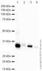 Syntaxin 3 antibody, ab3265, Abcam, Western Blot image 
