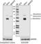 Mesothelin antibody, 696302, BioLegend, Western Blot image 