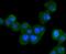 BCL10 Immune Signaling Adaptor antibody, NBP2-67714, Novus Biologicals, Immunocytochemistry image 