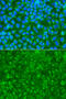 Striatin antibody, 23-142, ProSci, Immunofluorescence image 