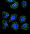 Class B basic helix-loop-helix protein 24 antibody, GTX53624, GeneTex, Immunocytochemistry image 