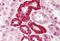 Small Ubiquitin Like Modifier 1 antibody, MBS240324, MyBioSource, Immunohistochemistry frozen image 