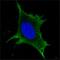 Protein Tyrosine Phosphatase Non-Receptor Type 6 antibody, orb136200, Biorbyt, Immunofluorescence image 