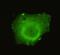 Tripartite Motif Containing 33 antibody, M03133-1, Boster Biological Technology, Immunofluorescence image 