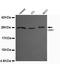 Chromobox 5 antibody, LS-C178316, Lifespan Biosciences, Western Blot image 