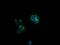 Caseinolytic Mitochondrial Matrix Peptidase Proteolytic Subunit antibody, GTX84678, GeneTex, Immunofluorescence image 