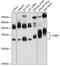 Cysteine Rich Protein 2 antibody, 23-778, ProSci, Western Blot image 