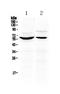 Karyopherin Subunit Alpha 2 antibody, A01776-1, Boster Biological Technology, Western Blot image 