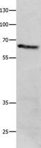 IL‑1 R5 antibody, TA322815, Origene, Western Blot image 