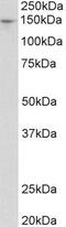 Peroxisomal Biogenesis Factor 1 antibody, GTX88030, GeneTex, Western Blot image 