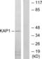 Tripartite Motif Containing 28 antibody, abx013462, Abbexa, Western Blot image 
