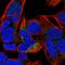 Carbonic Anhydrase 5B antibody, NBP1-86090, Novus Biologicals, Immunofluorescence image 