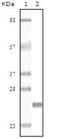 Desmin antibody, 32-145, ProSci, Enzyme Linked Immunosorbent Assay image 