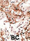 Microtubule Associated Protein 1 Light Chain 3 Gamma antibody, abx029963, Abbexa, Immunohistochemistry frozen image 