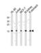 NME/NM23 Nucleoside Diphosphate Kinase 2 antibody, LS-C101173, Lifespan Biosciences, Western Blot image 
