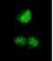 REST Corepressor 3 antibody, NB100-60637, Novus Biologicals, Immunocytochemistry image 