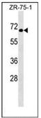 General Transcription Factor IIIC Subunit 5 antibody, AP51975PU-N, Origene, Western Blot image 