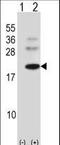 BARX Homeobox 1 antibody, LS-C156744, Lifespan Biosciences, Western Blot image 