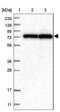 HECT Domain E3 Ubiquitin Protein Ligase 2 antibody, NBP1-83481, Novus Biologicals, Western Blot image 
