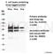 Strep-Tag fusion protein antibody, 910STR, Progen Biotechnik GmbH, Western Blot image 