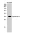 Cytochrome C1 antibody, A02958, Boster Biological Technology, Western Blot image 