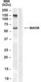 Monoamine Oxidase B antibody, NB100-2826, Novus Biologicals, Western Blot image 